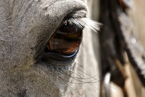 horse eye closeup