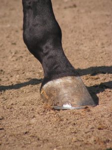 horse hoof