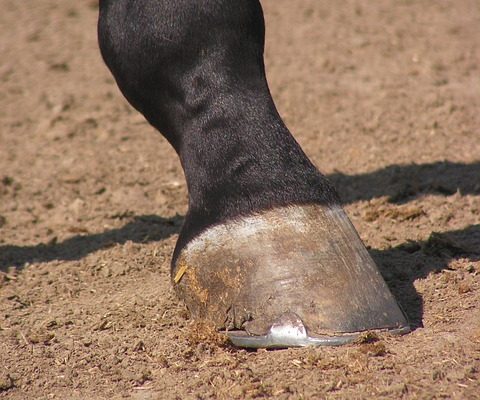 horse hoof, safe horse transport